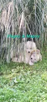 Flopsy, a male Samoyed for sale in Narvon, PA – 4 of 4