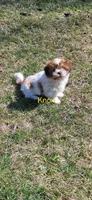 Knox.     #2642, a male Shih Tzu for sale in Narvon, PA – Photo 1 of 4