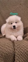 Flopsy, a male Samoyed for sale in Narvon, PA – 2 of 4