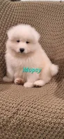 Mopsy, a male Samoyed for sale in Narvon, PA – 5 of 5