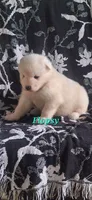 Flopsy, a male Samoyed for sale in Narvon, PA – 3 of 4
