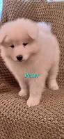 Peter, a male Samoyed for sale in Narvon, PA – 3 of 3