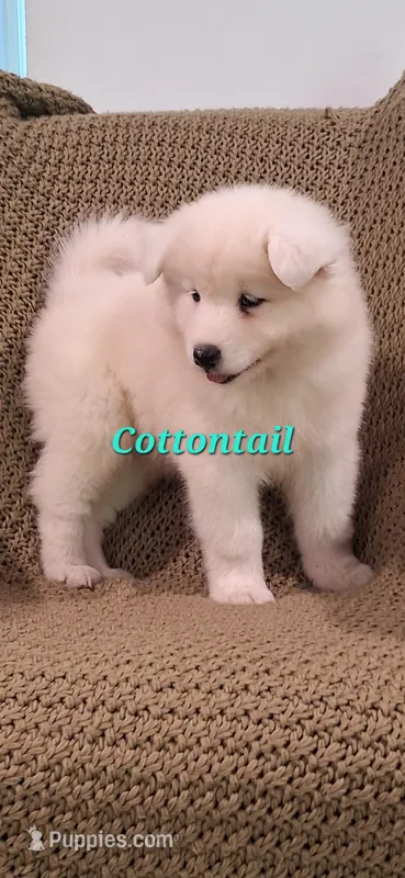 Cottontail  – Samoyed puppy for sale in Narvon, PA