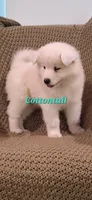 Cottontail , a female Samoyed for sale in Narvon, PA – 1 of 3