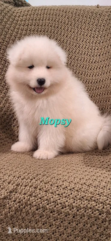 Mopsy – Samoyed puppy for sale in Narvon, PA
