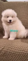 Mopsy, a male Samoyed for sale in Narvon, PA – 1 of 5