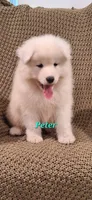 Peter, a male Samoyed for sale in Narvon, PA – 2 of 3