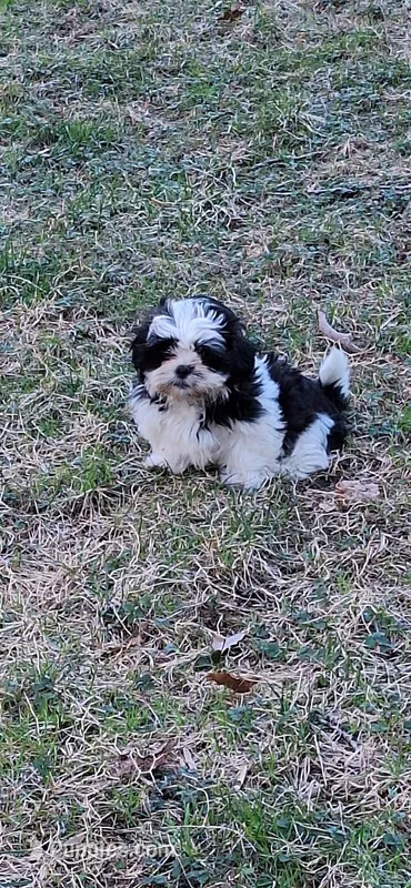 Navy.    #2642 – Shih Tzu puppy for sale in Narvon, PA