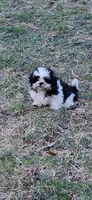 Navy.    #2642, a female Shih Tzu for sale in Narvon, PA – Photo 1 of 5