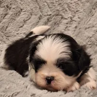 Navy.    #2642, a female Shih Tzu for sale in Narvon, PA – Photo 4 of 5