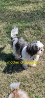 Navy.    #2642, a female Shih Tzu for sale in Narvon, PA – Photo 5 of 5