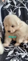 Mopsy, a male Samoyed for sale in Narvon, PA – 4 of 5