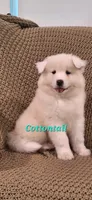 Cottontail , a female Samoyed for sale in Narvon, PA – 2 of 3