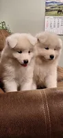 Mopsy, a male Samoyed for sale in Narvon, PA – 3 of 5