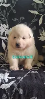 Cottontail , a female Samoyed for sale in Narvon, PA – 3 of 3