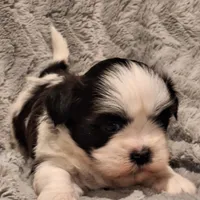 Knight.    #2642, a male Shih Tzu for sale in Narvon, PA – Photo 6 of 6