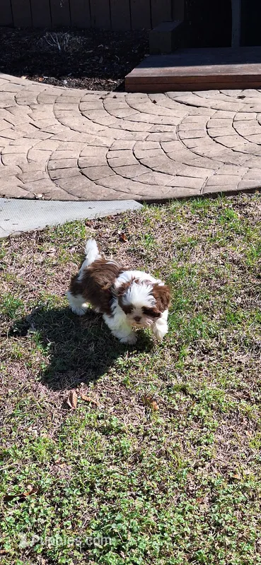 Nixon.   #2642 – Shih Tzu puppy for sale in Narvon, PA
