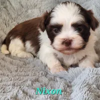 Nixon.   #2642, a male Shih Tzu for sale in Narvon, PA – Photo 2 of 4