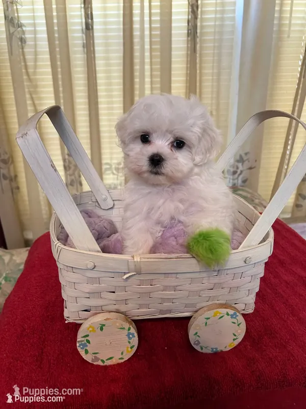 Maddox – Maltese puppy for sale in Nashville, TN