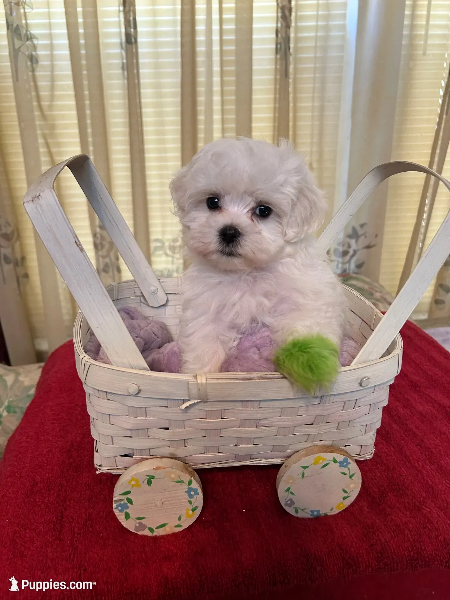 Maddox, a male Maltese for sale in Nashville, TN – 1 of 4