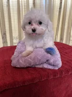 Snow, a female Maltese for sale in Nashville, TN – 4 of 4