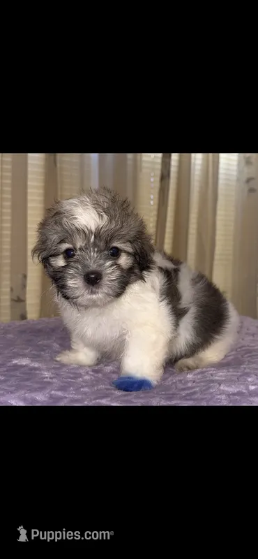 Bear – Maltese, Shih Tzu puppy for sale in Nashville, TN