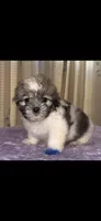Bear, a male Maltese and Shih Tzu for sale in Nashville, TN – 1 of 1