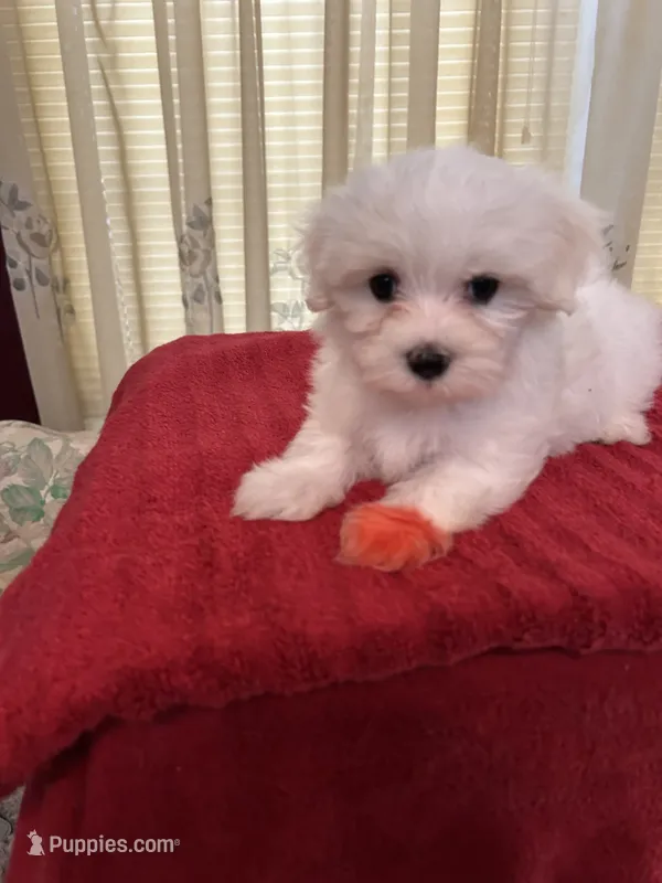 Charlie – Maltese puppy for sale in Nashville, TN