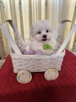 Maddox, a male Maltese for sale in Nashville, TN – 2 of 4