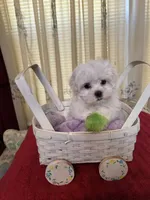 Maddox, a male Maltese for sale in Nashville, TN – 3 of 4