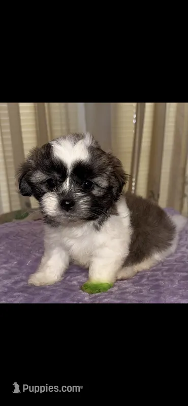 Sammy – Maltese, Shih Tzu puppy for sale in Nashville, TN