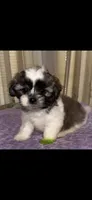 Sammy, a male Maltese and Shih Tzu for sale in Nashville, TN – 1 of 1