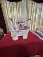 Sugar, a female Maltese for sale in Nashville, TN – 4 of 4