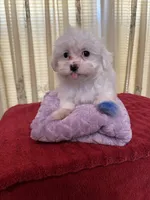 Snow, a female Maltese for sale in Nashville, TN – 2 of 4