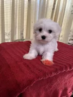 Charlie, a male Maltese for sale in Nashville, TN – 2 of 4