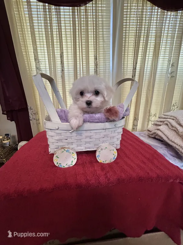 Sugar – Maltese puppy for sale in Nashville, TN