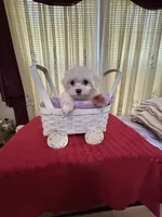 Sugar, a female Maltese for sale in Nashville, TN – 1 of 4