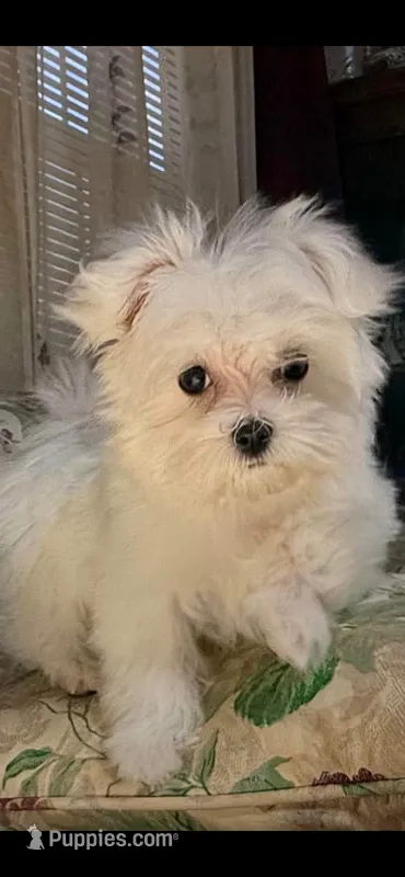 Isabella – Maltese puppy for sale in Nashville, TN