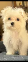 Isabella, a female Maltese for sale in Nashville, TN – 2 of 2
