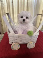 Maddox, a male Maltese for sale in Nashville, TN – 4 of 4