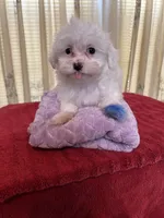 Snow, a female Maltese for sale in Nashville, TN – 3 of 4