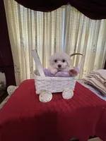 Sugar, a female Maltese for sale in Nashville, TN – 3 of 4