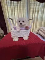 Sugar, a female Maltese for sale in Nashville, TN – 2 of 4