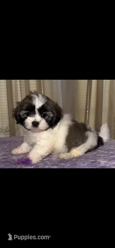 Cuddles – Maltese, Shih Tzu puppy for sale in Nashville, TN