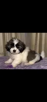 Cuddles, a female Maltese and Shih Tzu for sale in Nashville, TN – 1 of 1