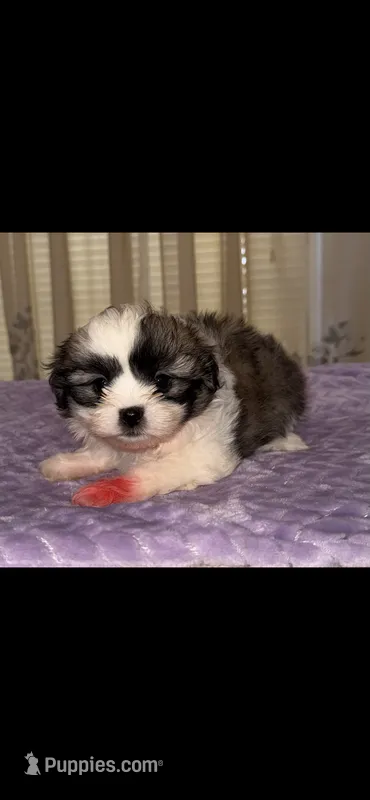 Gunner – Shih Tzu puppy for sale in Nashville, TN