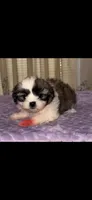 Gunner, a male Shih Tzu for sale in Nashville, TN – 1 of 1
