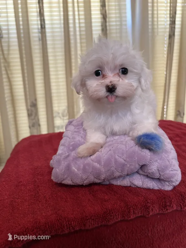 Snow – Maltese puppy for sale in Nashville, TN