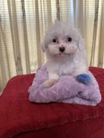 Snow, a female Maltese for sale in Nashville, TN – 1 of 4