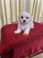 Charlie, a male Maltese for sale in Nashville, TN – 4 of 4